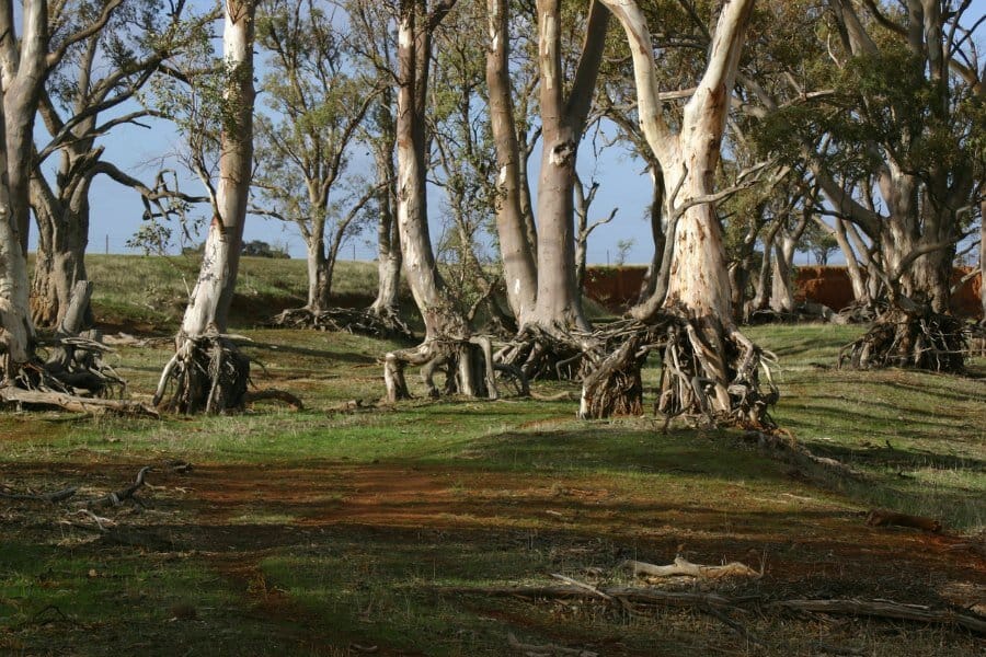 Trees and Roots