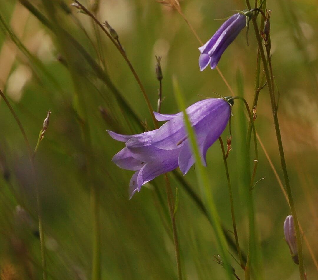 ¿Contribuye el banco de semillas a la acumulación de una deuda de extinción genética para las poblaciones de pastizales de Campanula rotundifolia?