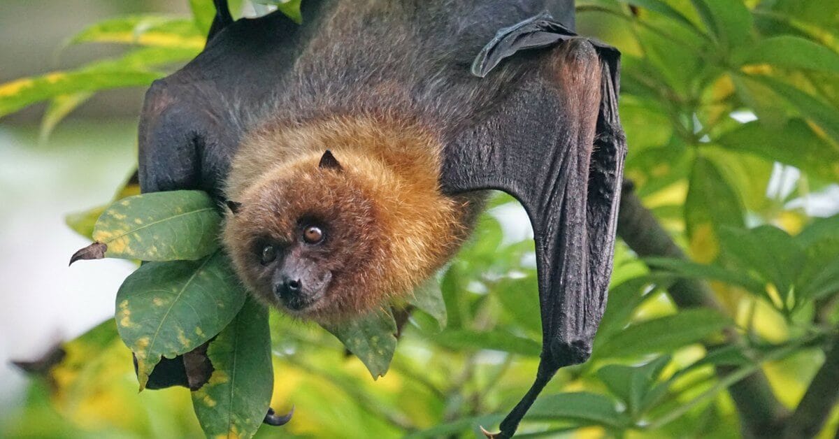 La chauve-souris frugivore persécutée pourrait être la clé de la survie de Durian en Asie