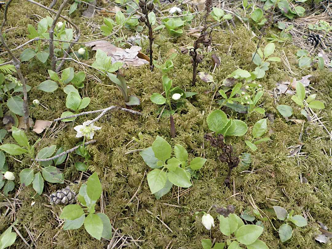 La mixotrofia en los piroloides boreales no varía con la edad del tejido o el nivel de luz