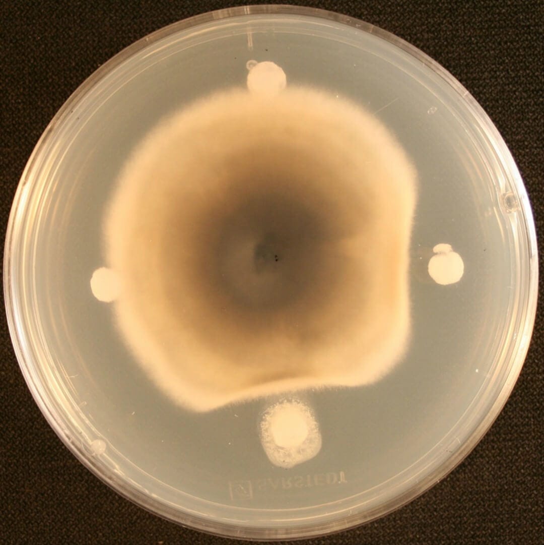Supresión de patógenos fúngicos Brassica por Bacillus amyloliquefaciens