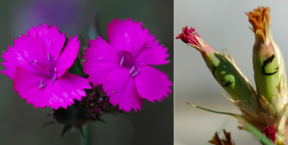 Interacciones bióticas de plantas y aptitud en los bordes del hábitat