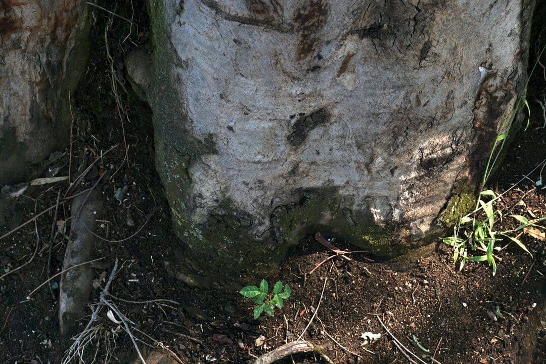 Semillas que crecen en la base de un árbol de eucalipto en el campamento Sci Comm.