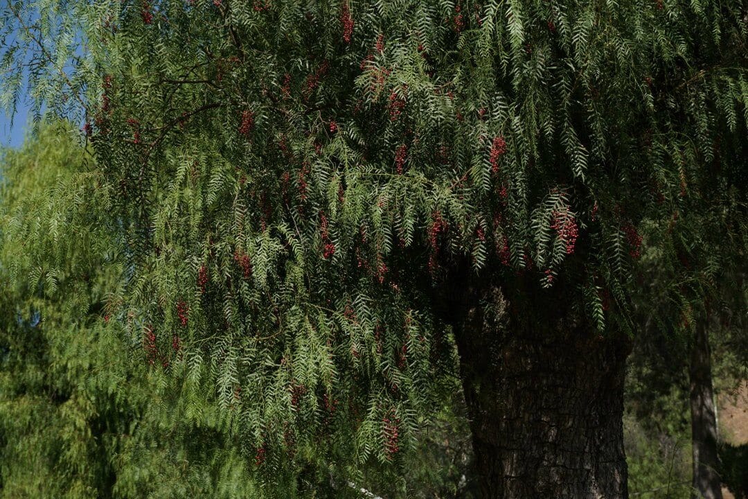 Los árboles de "pimienta falsa" (Schinus molle, Anacardiaceae) que estaban por todas partes en el Campamento de Comunicación Científica