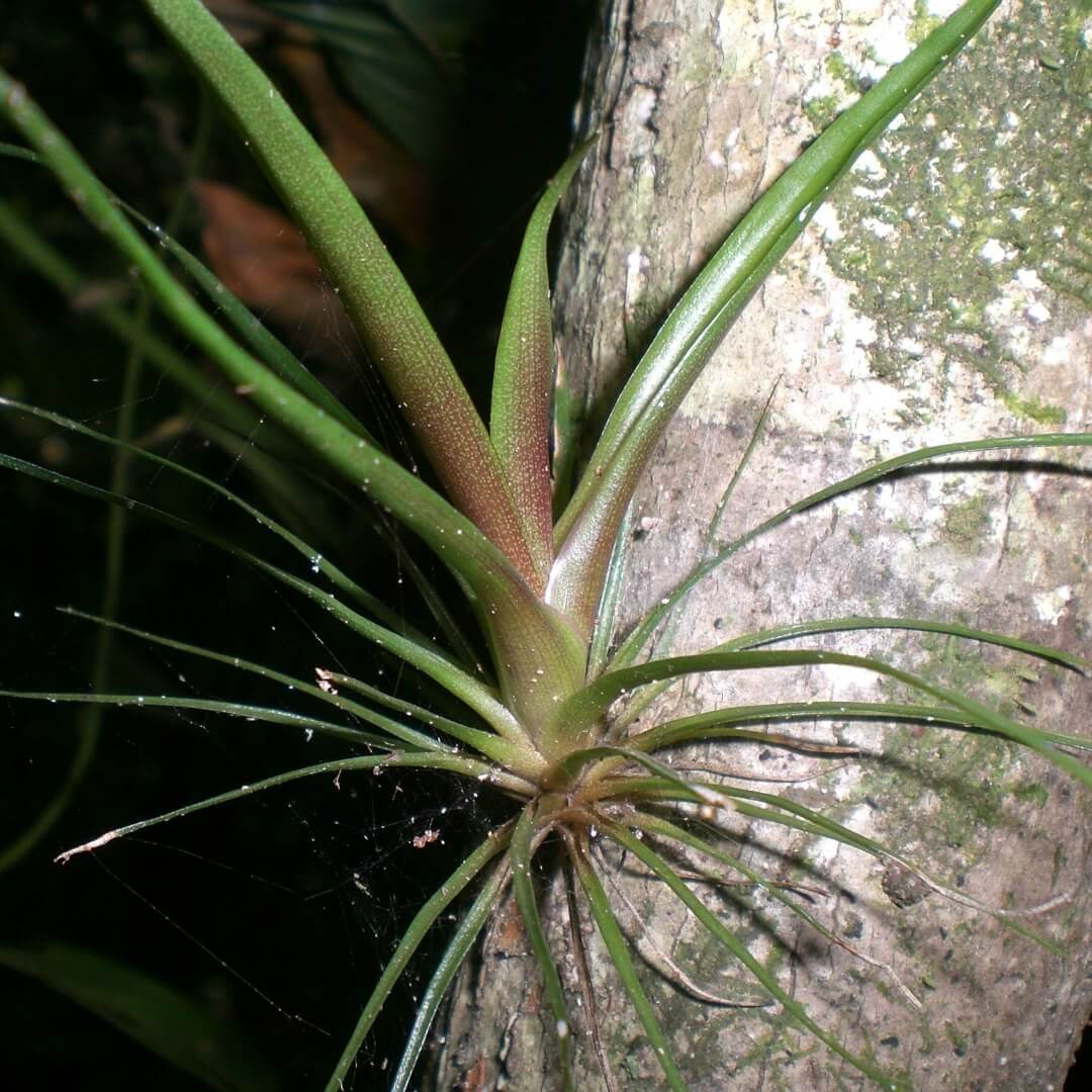 Modélisation de la morphologie des plantes : hétéroblastie chez les broméliacées épiphytes