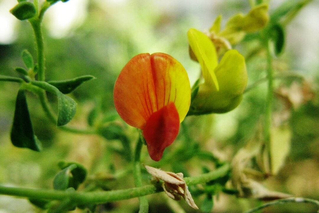 Un modelo basado en transcriptoma para el cambio de color en Lotus y la emergencia de la polinización de aves