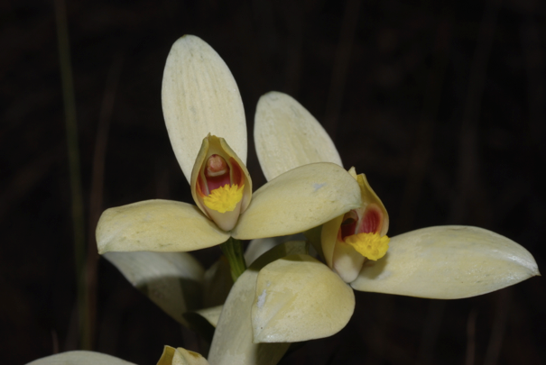 Évolution des systèmes de pollinisation impliquant des trichomes comestibles chez les orchidées