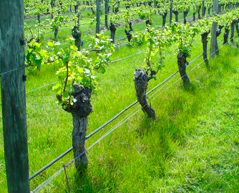 Herbicide resistance in weeds