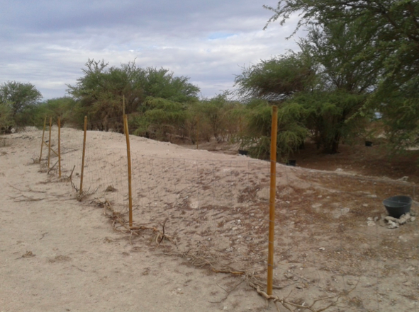Variación fisiológica de especies de Prosopis en condiciones de sequía