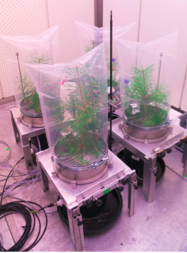Cuantificación de fuentes de emisión de monoterpenos en respuesta a la sequía