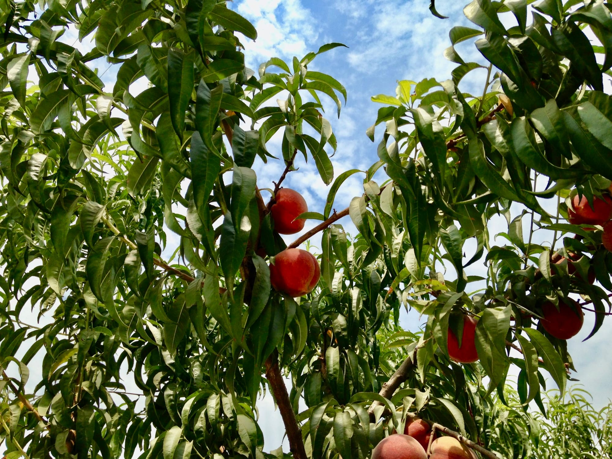 El filocrono de los melocotoneros varía según el tipo de brote y el riego.