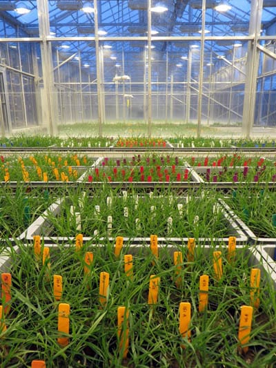 Une grande expérience dans une serre à Rothamsted Research.