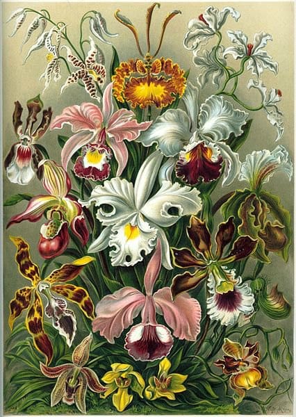 Une planche en couleur lithographique du Kunstformen der Natur d'Ernst Haeckel de 1899 montrant la représentation d'un artiste de différentes variétés d'orchidées.