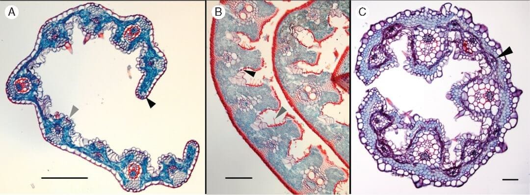 Polifilia de Arundinoideae (Poaceae) y evolución de las aristas en las gramíneas