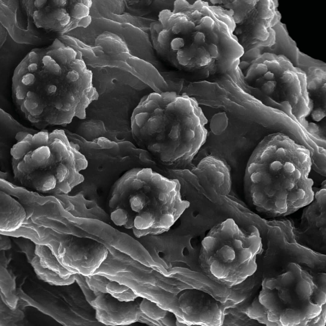 Nuevos conocimientos sobre la formación de agregados de sílice en raíces de sorgo