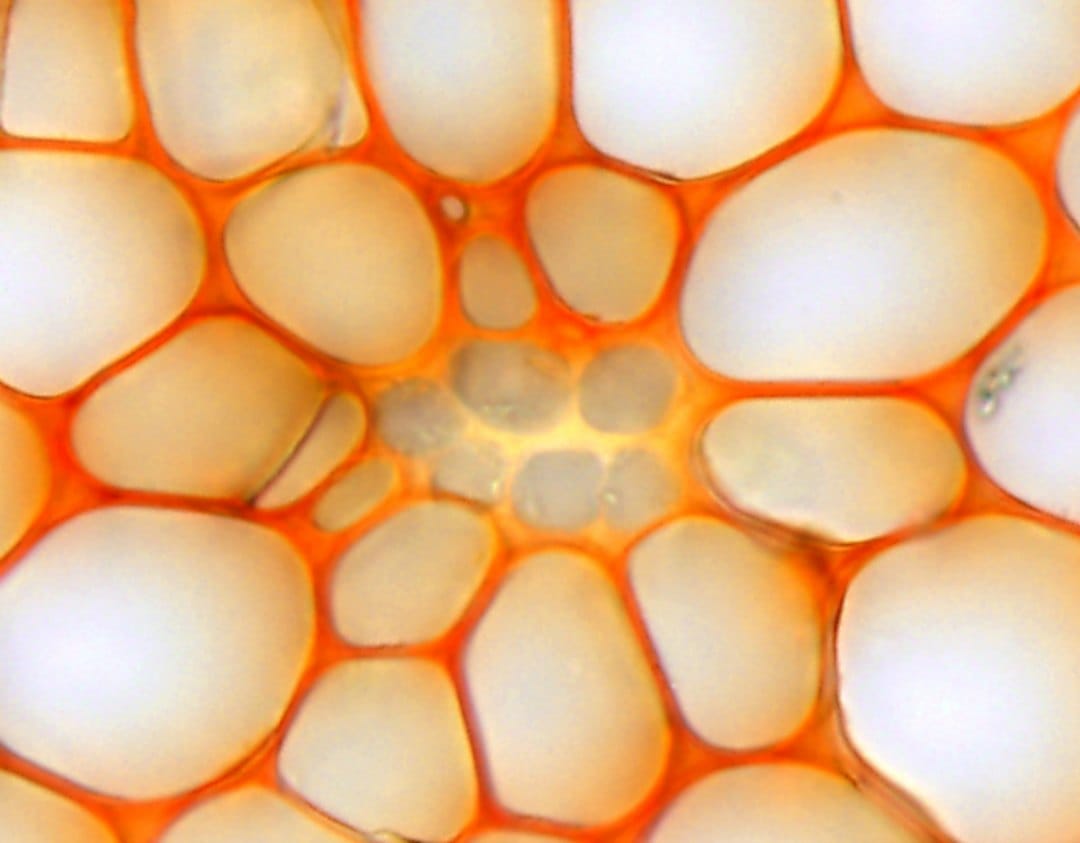 Transporte de solutos dentro de tallos de musgo pluma