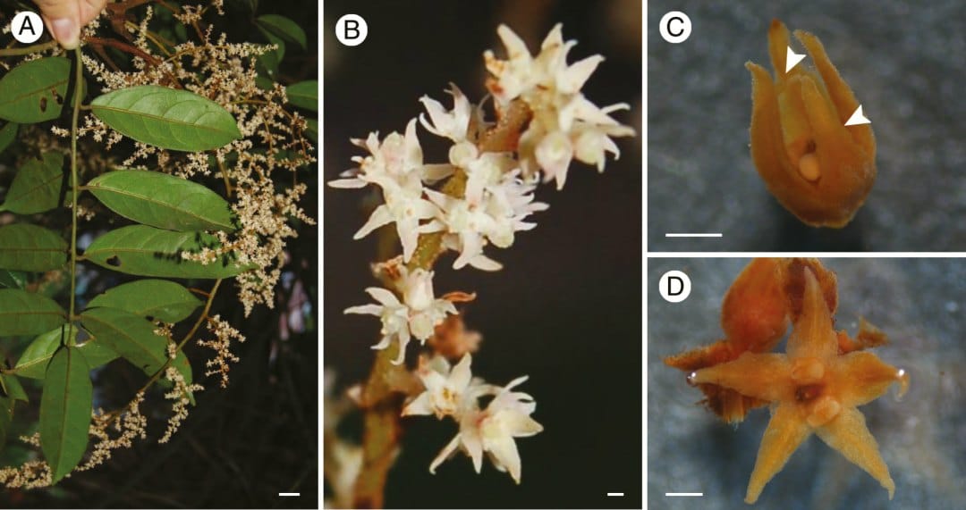 Morfología floral y anatomía de Ophiocaryon, un género pedomórfico de Sabiaceae
