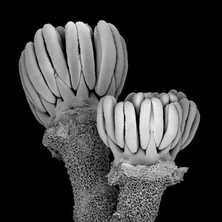 Desarrollo de nectarios y arquitectura floral en Geraniaceae e Hypseocharitaceae