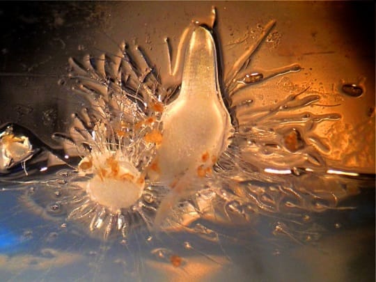 Graines en germination de l'orchidée tempérée Anacamptis coriophora. 