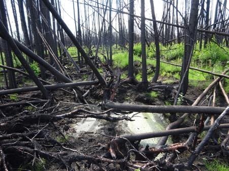 Des chercheurs de Fort McMurray découvrent que les forêts mettent en évidence les zones à haut risque d'incendie