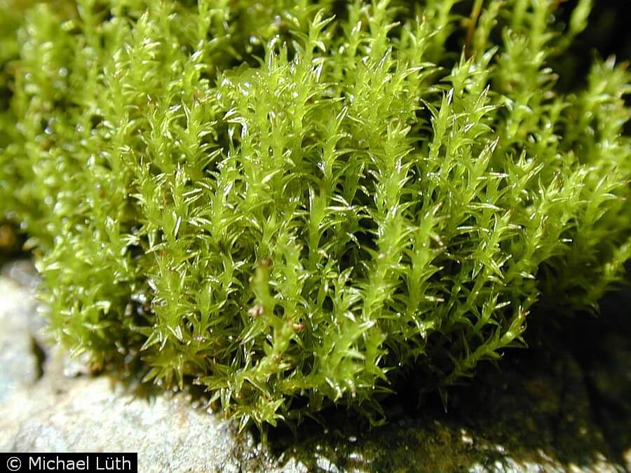 Morfología y fisiología específicas del sexo en Ceratodon purpureus