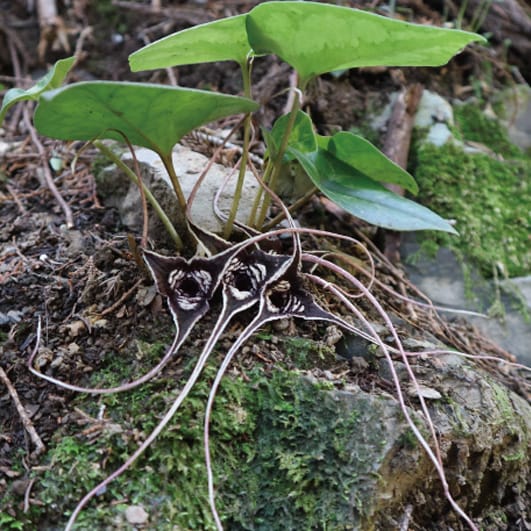 Japanese plant