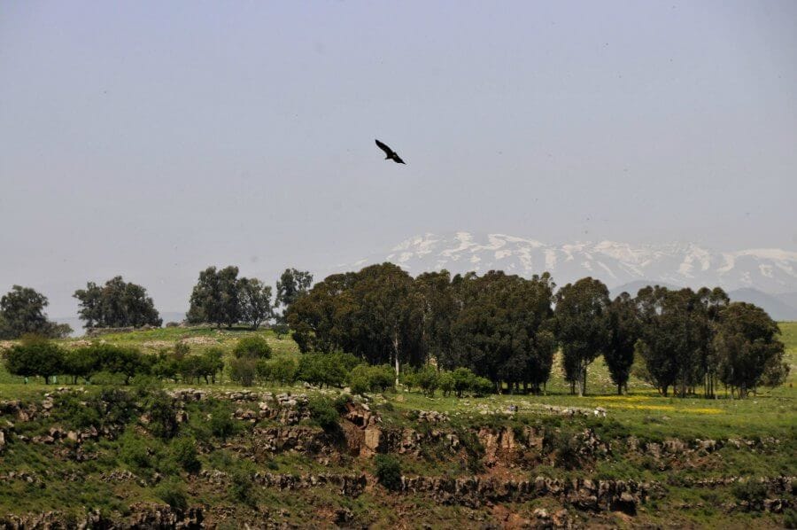Vautour volant avec des montagnes lointaines
