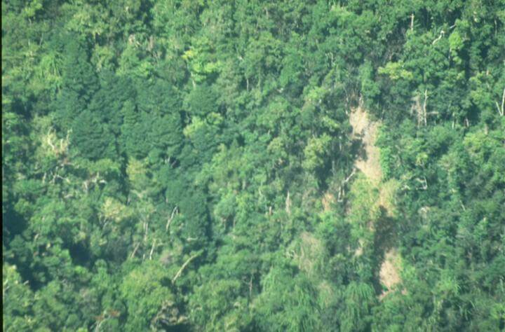 Pittosporum undulatum en bosque