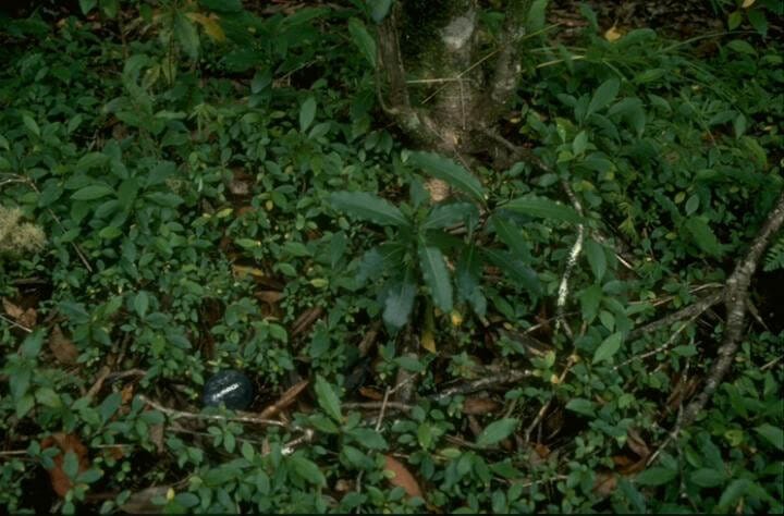 Plántulas de Pittosporum undulatum