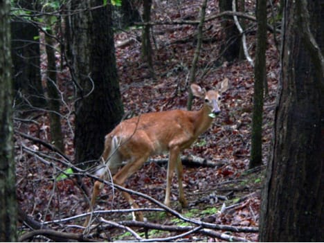 Venado cola blanca y plantas invasoras
