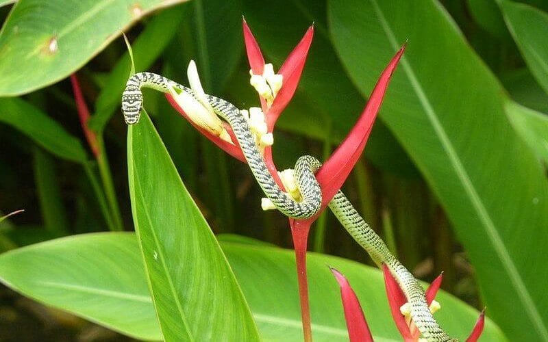 Chrysopelea ornata or "the golden tree snake.