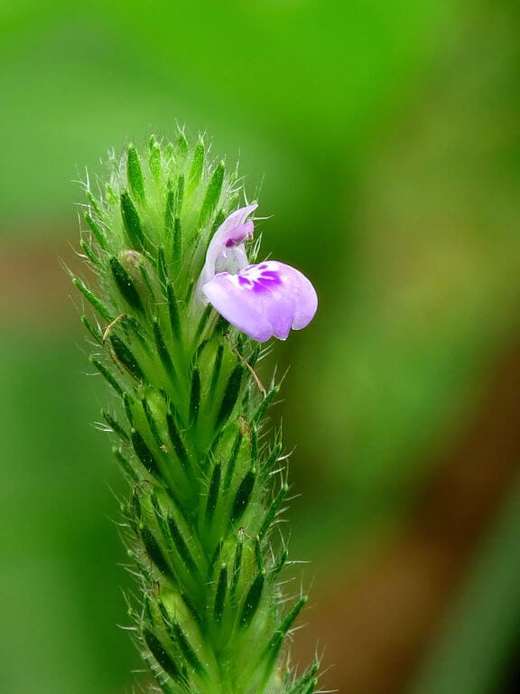 justicia procumbens