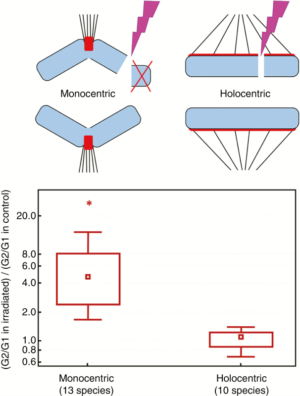 ¿Para qué sirven los cromosomas holocéntricos?