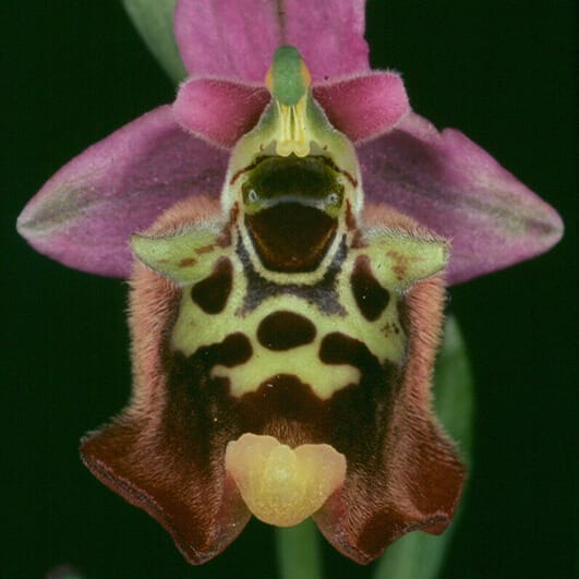 RAD-seq et la morphologie clarifient les relations évolutives chez les orchidées-abeilles eurasiennes