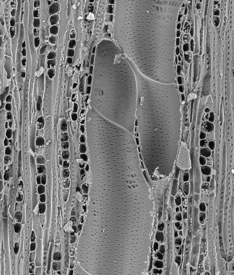 Hydraulische Architektur von Eucalyptus grandis
