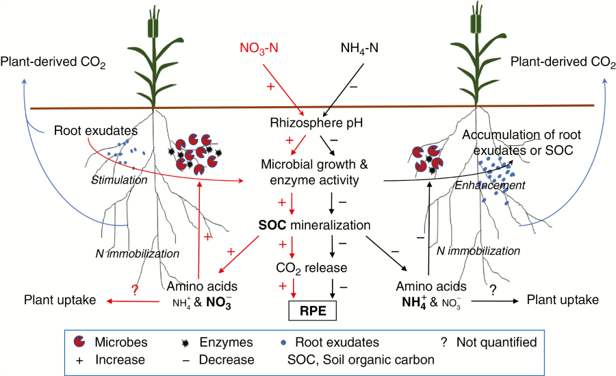 Conceptual diagram of the effects of N form (NO3-N vs. NH4-N)-induced pH changes on the rhizosphere priming effect (the RPE) and involved N immobilization mechanisms.