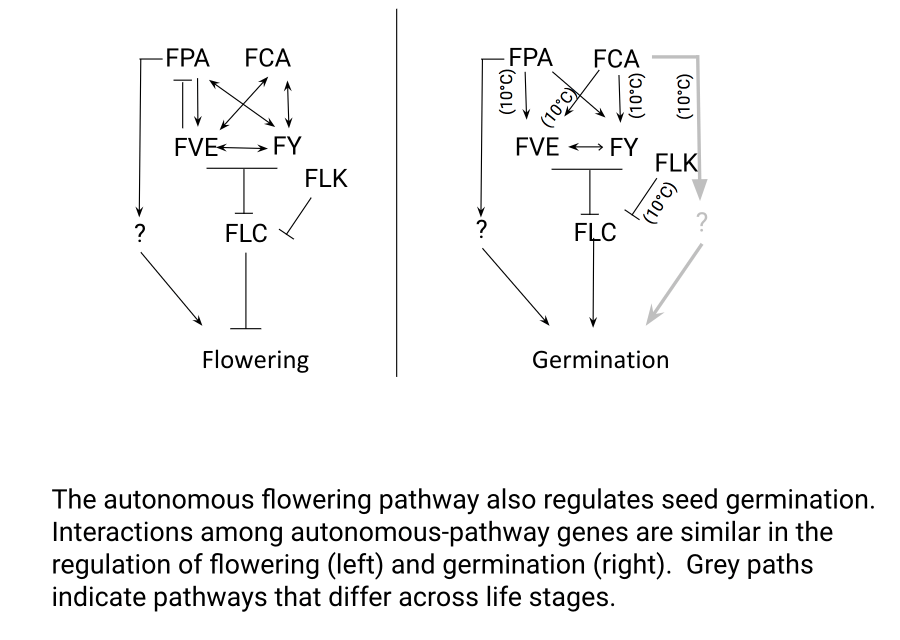 La voie autonome de floraison régule de manière pléiotrope la germination des graines