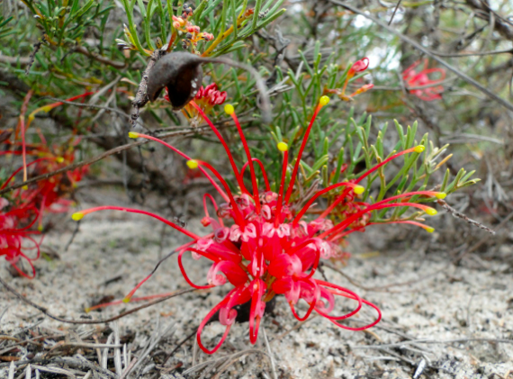 Genética de poblaciones de una rara Grevillea
