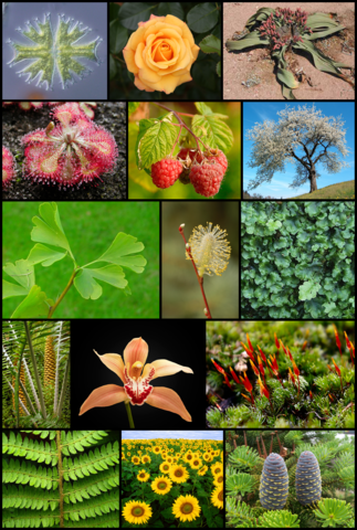 Botany global … and local