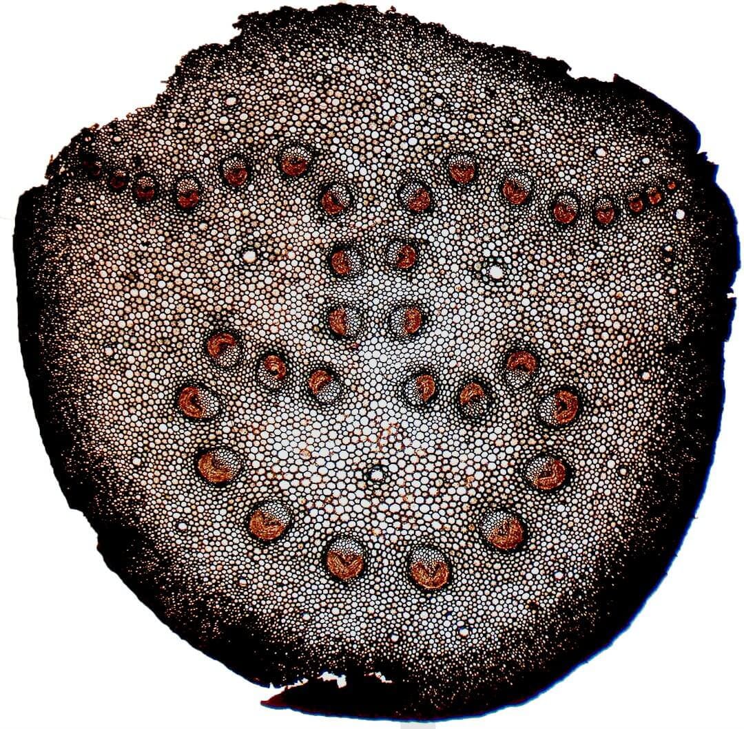 Craquer le code oméga : architecture hydraulique de l'axe des feuilles de cycas