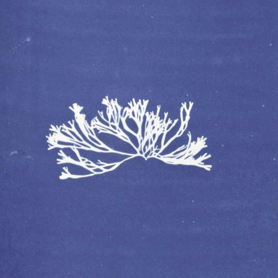Anna Atkins Pionnière de la photographie