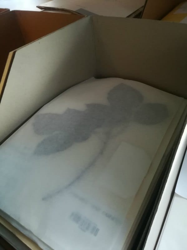 Herbarium Specimen