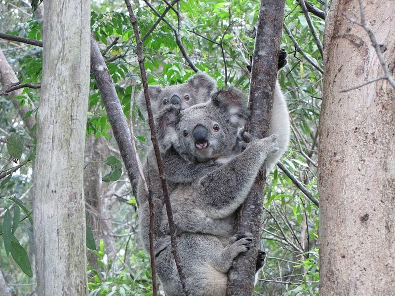 The Delights and Dangers of Tree-Hugging