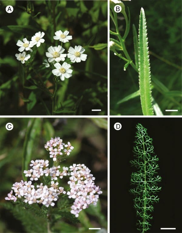 La expresión diferencial del gen NAM subyace en diversas formas de hojas en Achillea