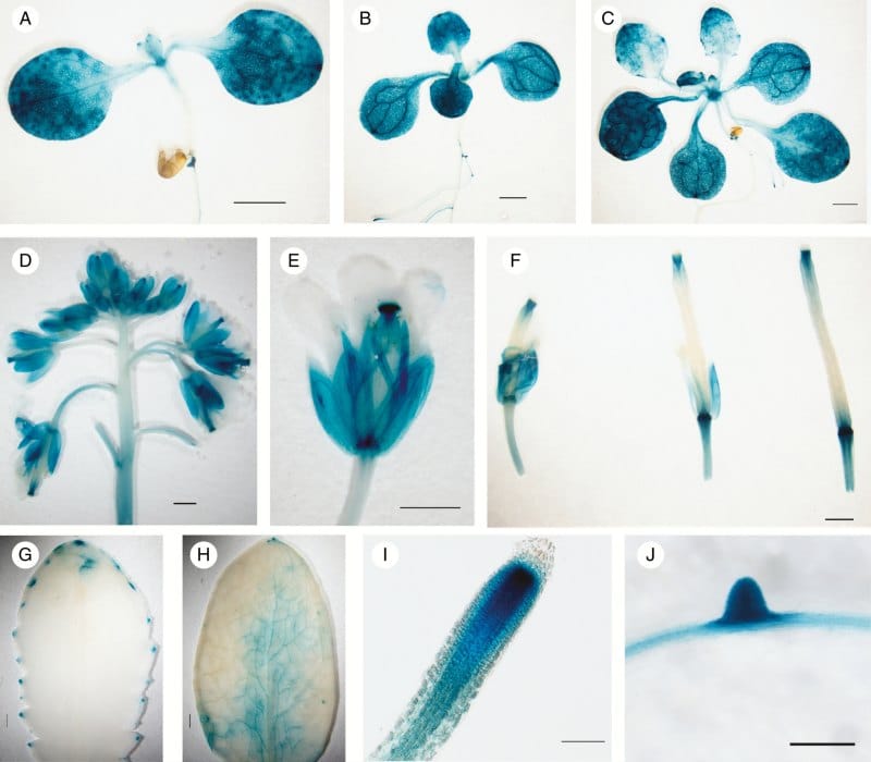 Phospholipase C2 non spécifique (NPC2) dans les réponses immunitaires des plantes chez Arabidopsis