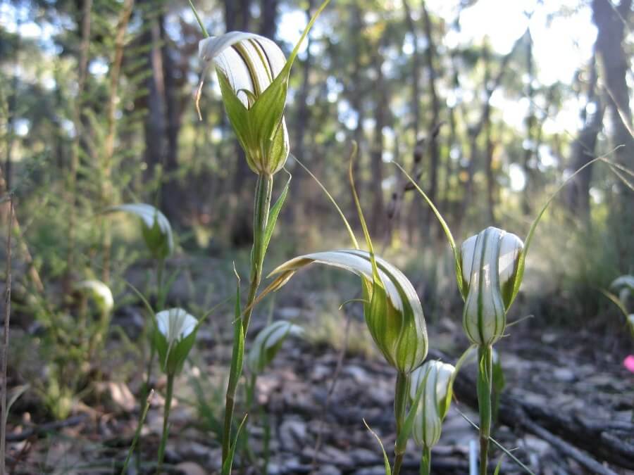 Las poblaciones de orquídeas y los hongos endófitos cambian con la lluvia y la quema prescrita en Pterostylis
