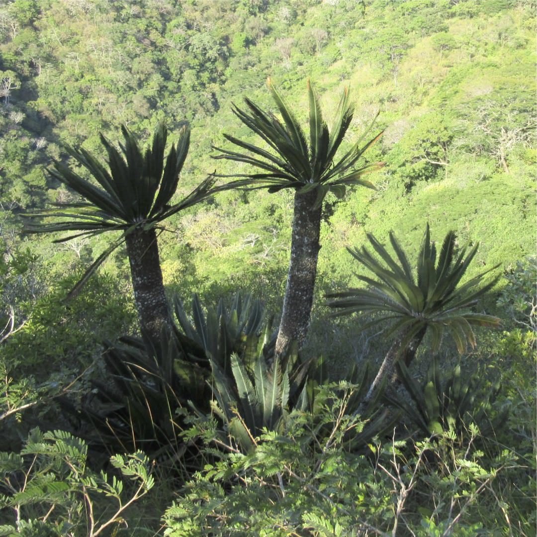 Diversification de Dioon dans la zone de transition mexicaine