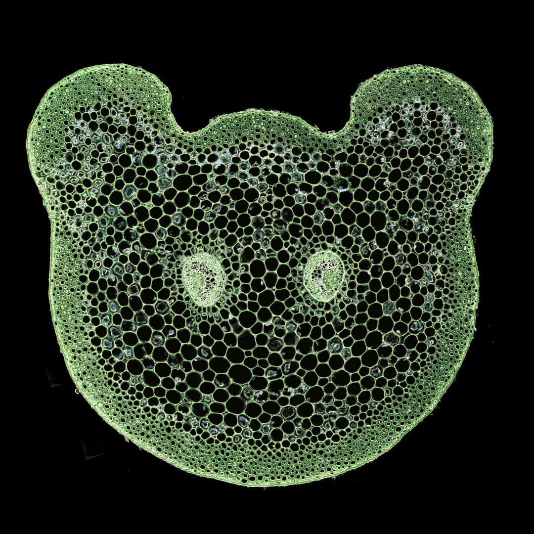 Tejido mecánico dinámico en el helecho Asplenium rutifolium