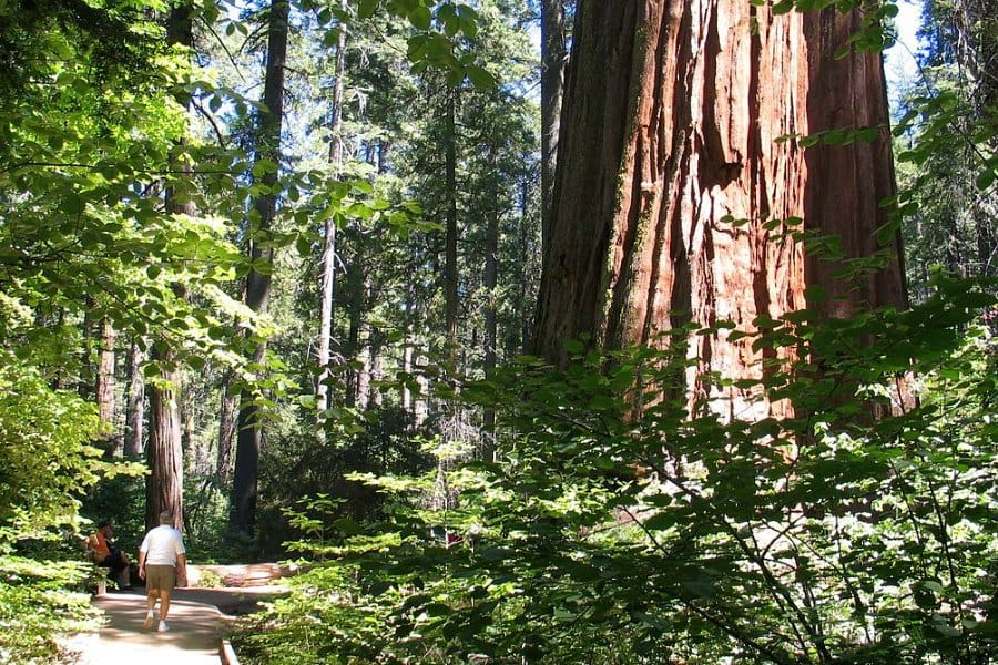 Man walking past Giant Redwood.