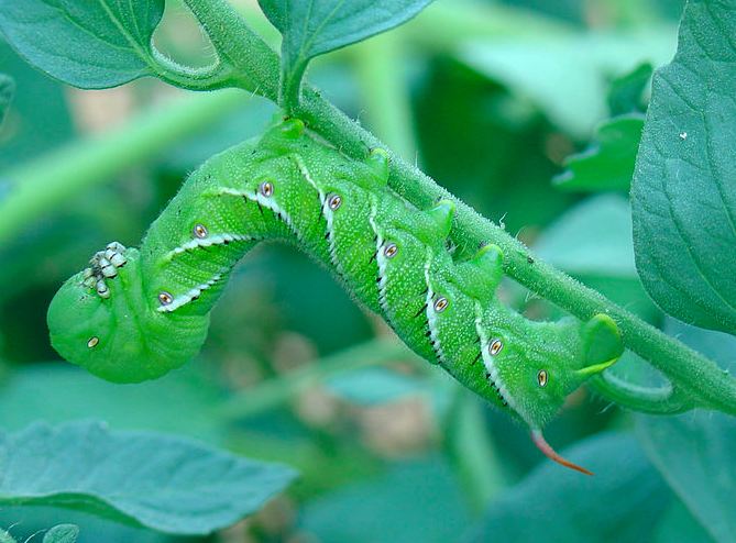 Partitionnement induit des ressources&nbsp;: effets des mycorhizes et de l'herbivorie